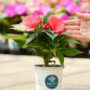 New Guinea Impatiens – Sonic Salmon – 4.5″ Pot